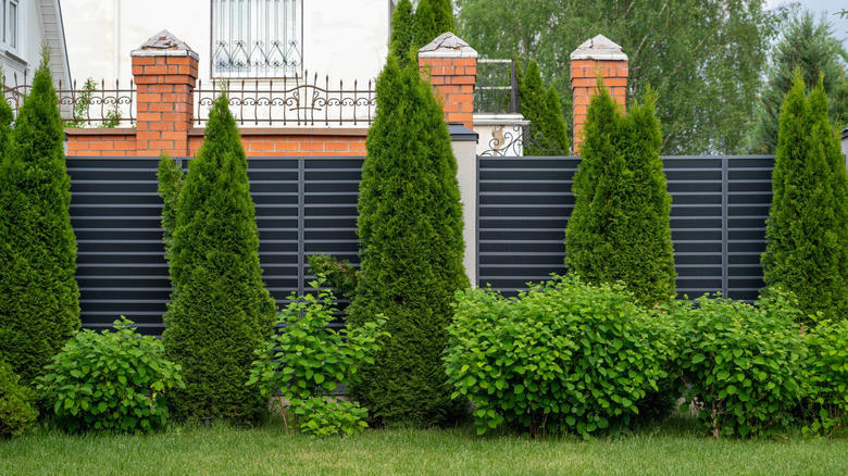 A garden with a tall privacy fence