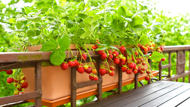 Strawberry plants provide privacy on a deck