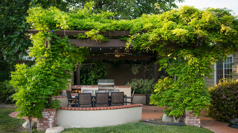 Dense green plants growing around and over a pergola
