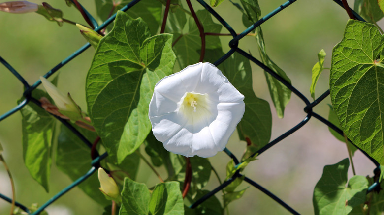 Hedge bindweed climbing a chain link fence closeup