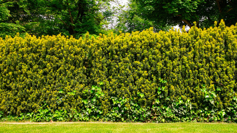 Evergreen shrubs growing densely in a row in a yard