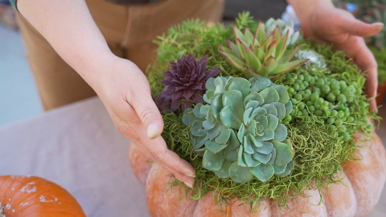 Person holding a pumpkin planter filled with succulents and moss.