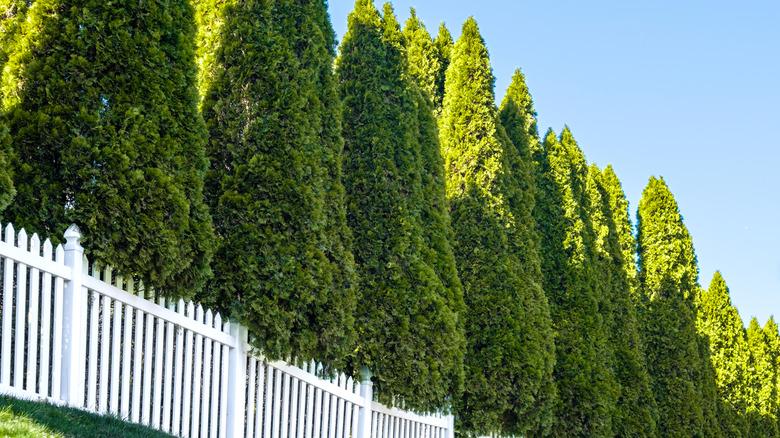 tree fence line for privacy with white fence