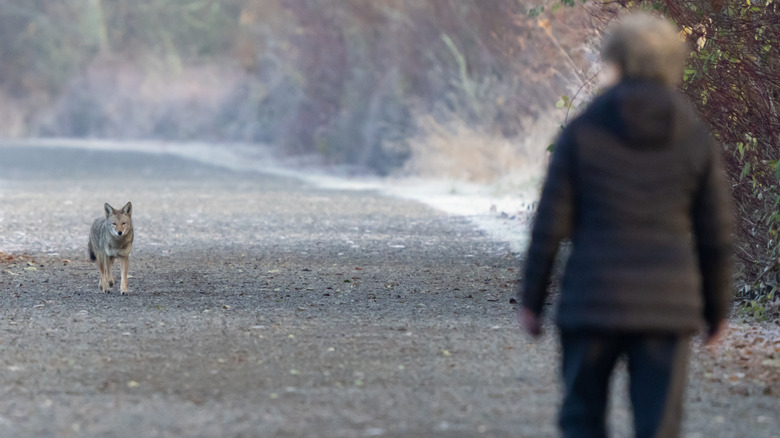 Coyote and walker facing each other