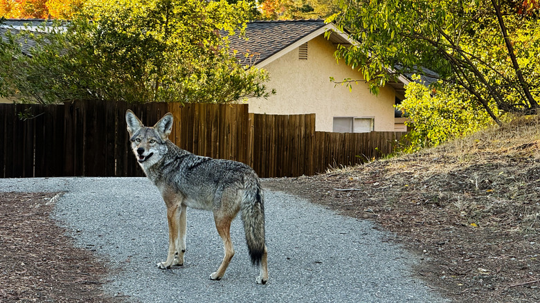 coyote on trail near house
