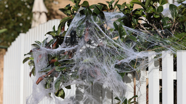 a garden shrub covered in fake spider webs
