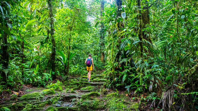 Hiking through Central American rainforest