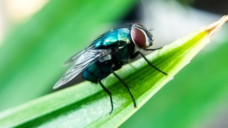 New World screwworm fly