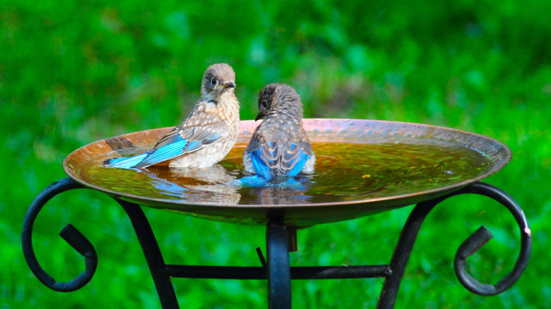 Birds in a copper birdbath