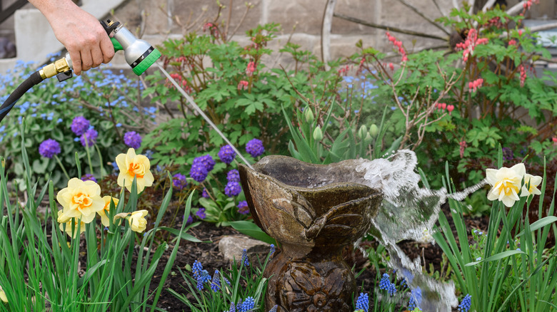 Rinsing birdbath with water