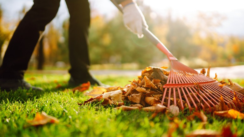 a gardener rakes leaves in their yard