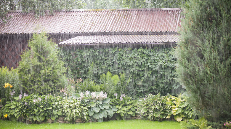 Heavy rain falling on garden