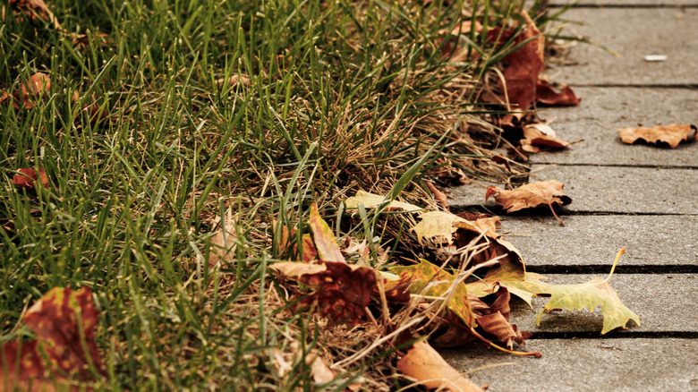 A lawn next to a sidewalk in fall that needs edging work