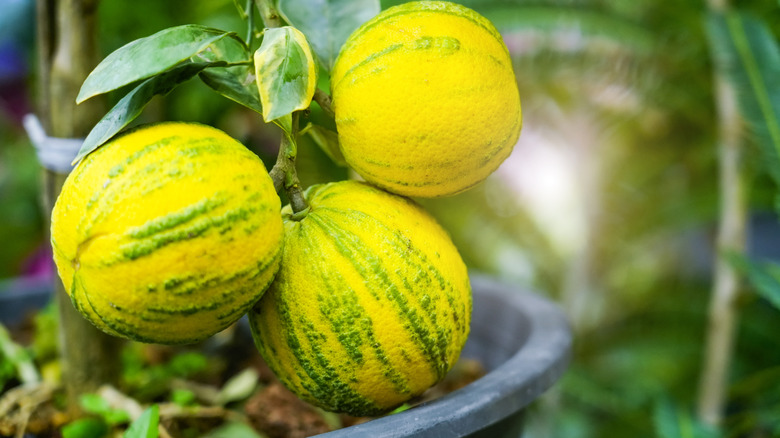 Pink variegated lemon tree in a container