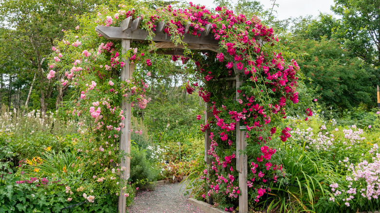 Garden arbor covered in climbing plants