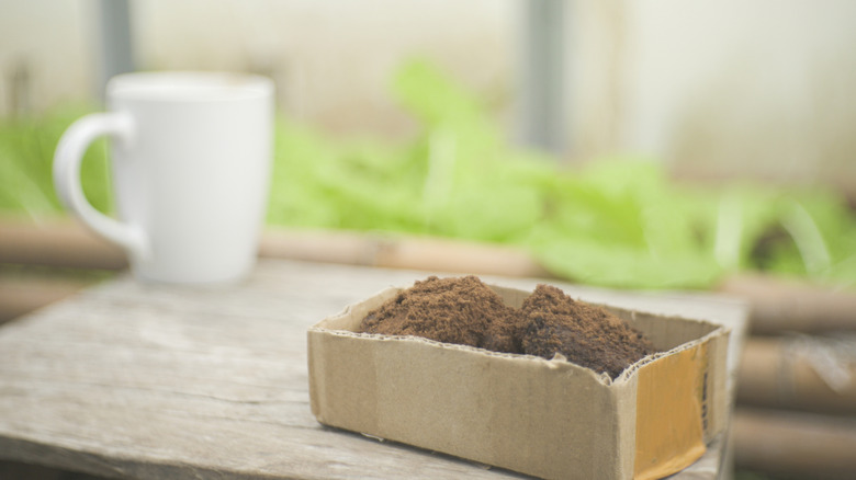Used coffee grounds in a container ready for the garden