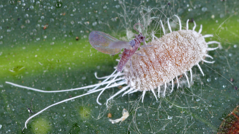 Mealybug