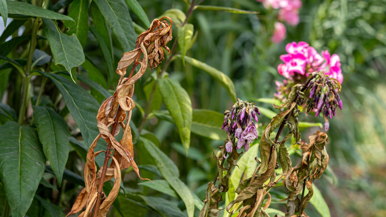 Plants drying out from lack of shade