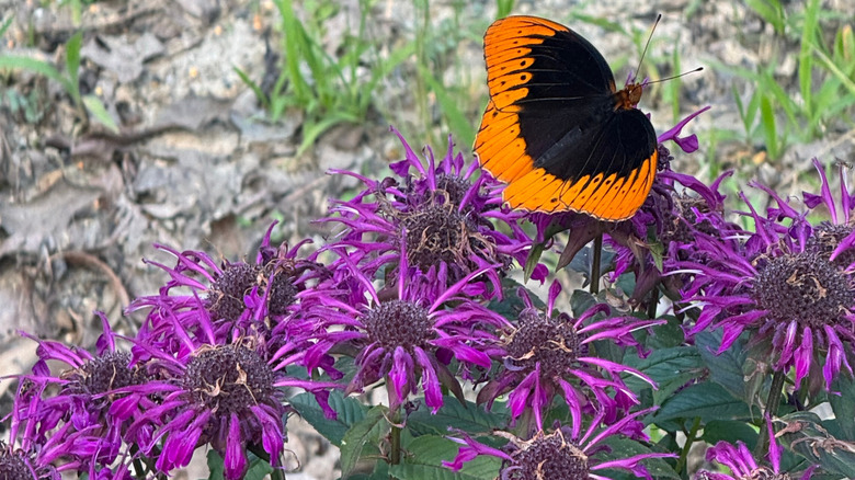 Butterfly on bee balm