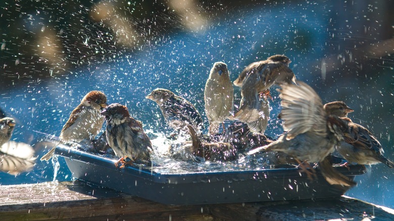 Loads of sparrows in a birdbath in winter