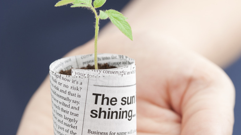 hand holds a tiny plant in a newspaper pot