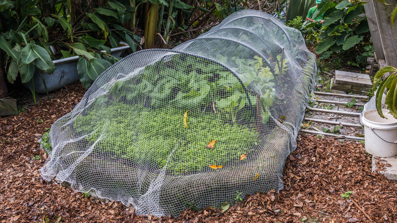 A backyard garden bed covered in mesh strung over hoops.