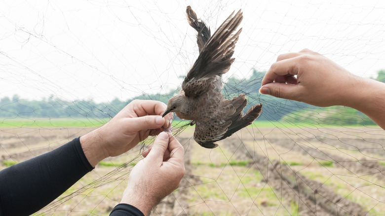 Hands try to free a bird tangled in a net