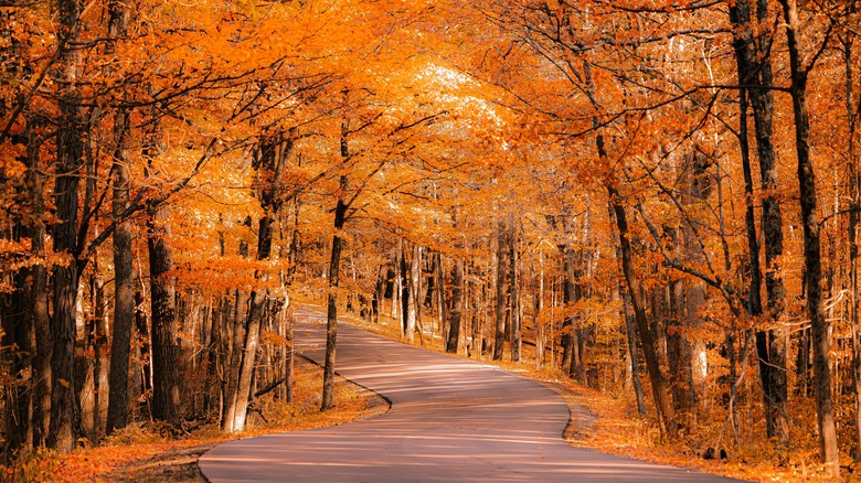 fall foliage on a road in Brown County State Park