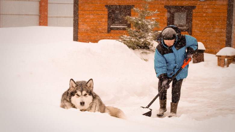 Woman shovels snow while her dog enjoys the snow