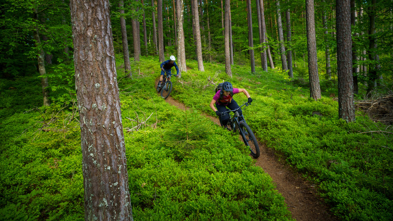 Mountain bikers in wooded trail