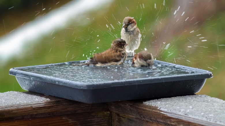 Sparrows at a plastic or resin birdbath on a cold day