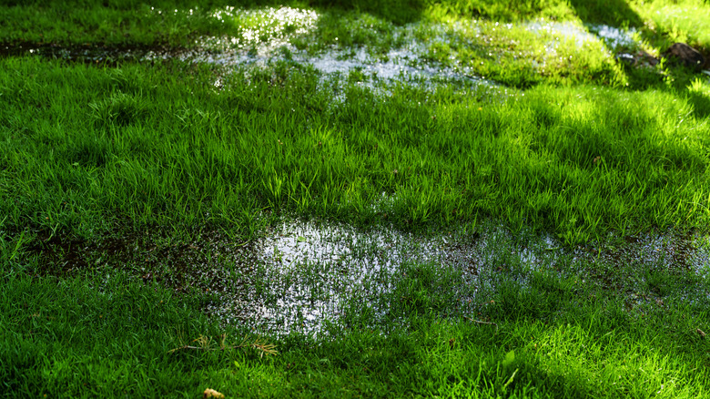 Yard with excess water present after a rain