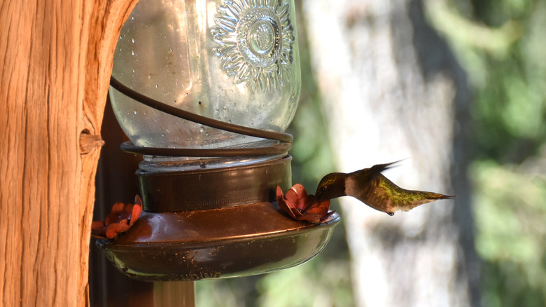 Hummingbird drinking from jar feeder