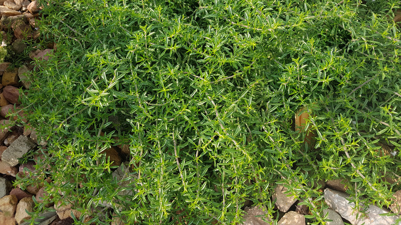 creeping savory plant growing in gravel