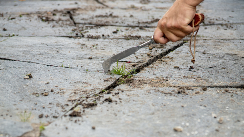 A crack weeder with a short wooden handle removing weeds from between concrete pavers.
