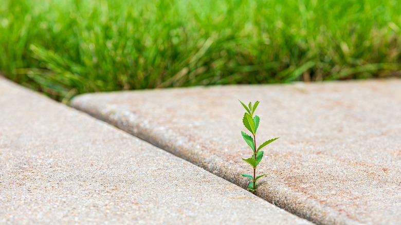 A weed growing through a crack in concrete next to a yard with green grass