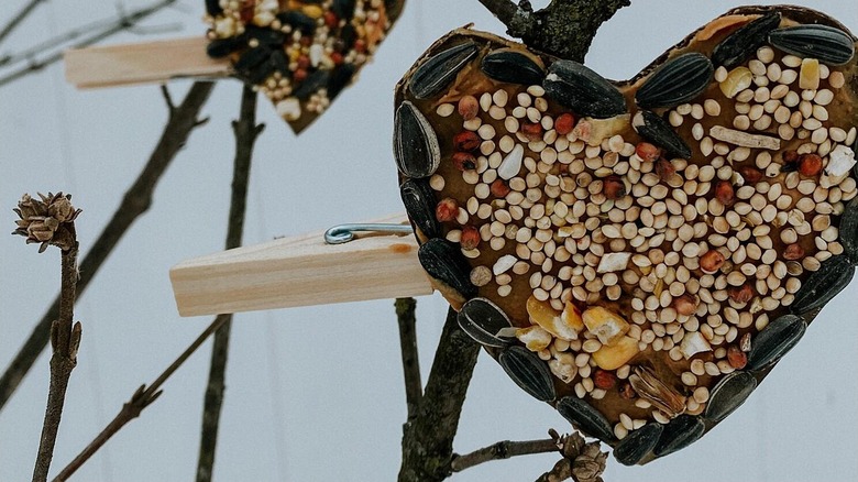 Clothespins used as bird feeders
