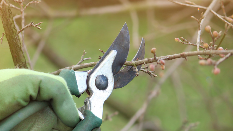 Pruning berry shrubs in winter