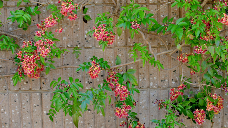 Crossvine (Bignonia capreolata) growing along a wall