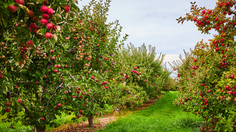 a row of apple trees in an orchard
