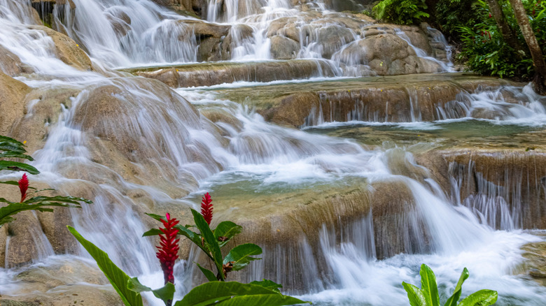 Dunn's River Falls with flowering plants