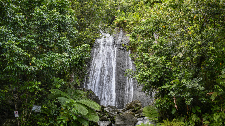 Waterfall in El Yunque National Forest