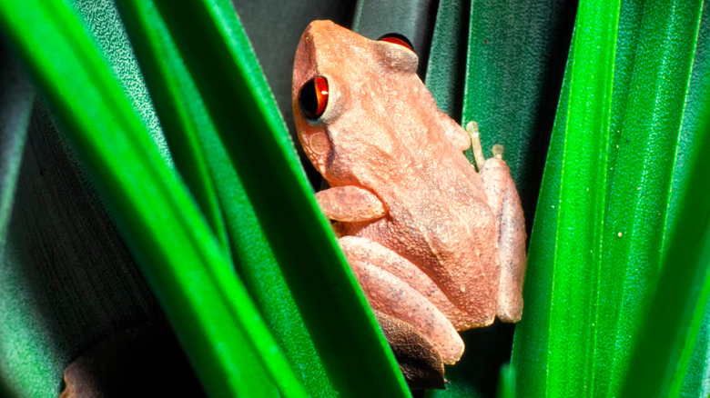 Coqui frog in El Yunque National Forest