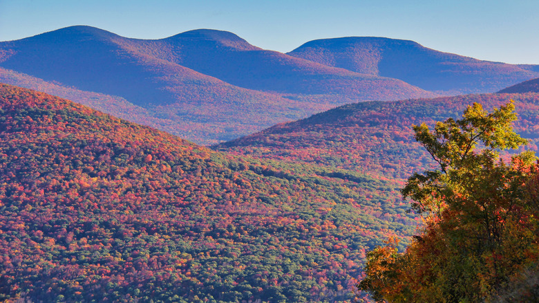 fall leaves in the catskills