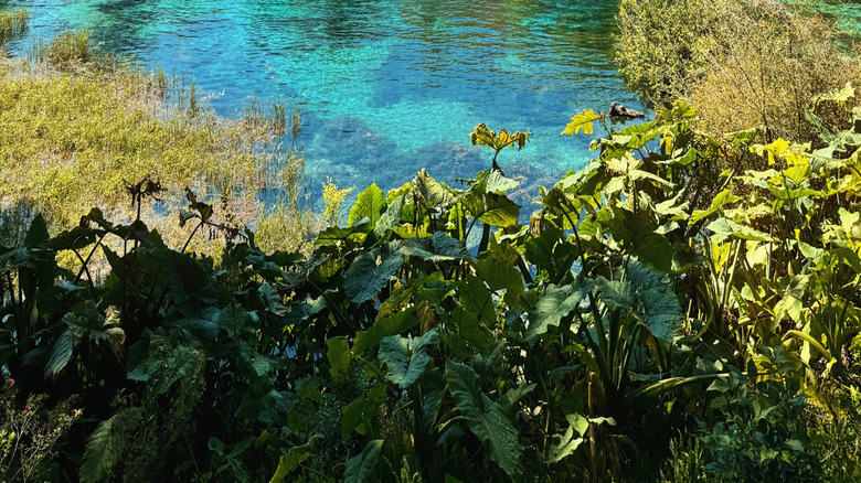 rainbow springs state park in florida