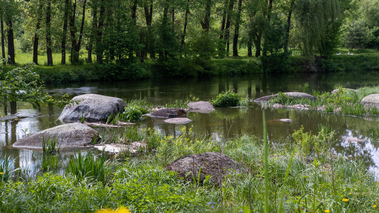 small pond in a forest
