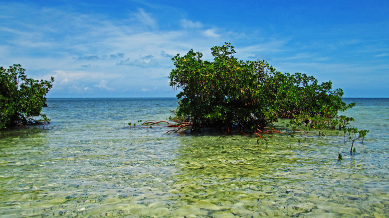 Mangroves at Biscayne Bay