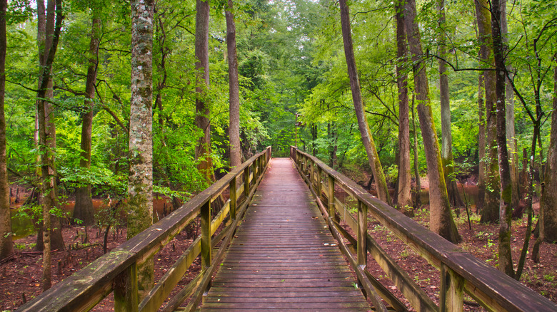 A boardwalk through the forest at Congaree National Park