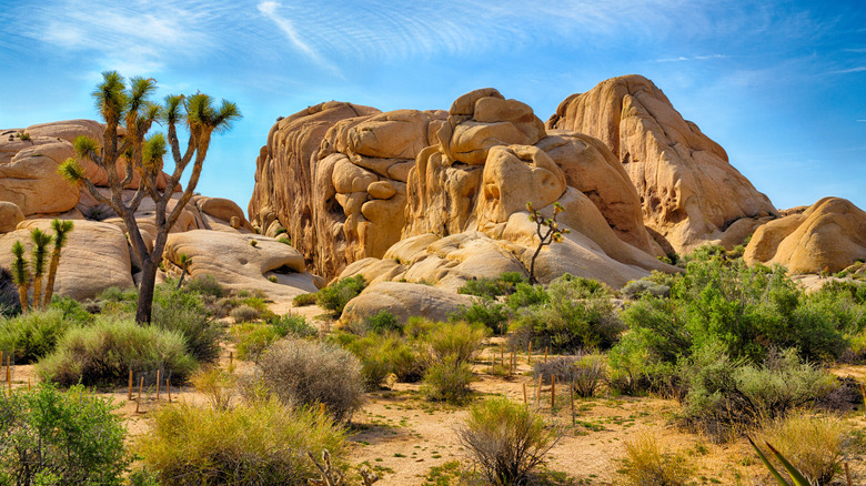 Boulders, shrubs, and trees at Joshua Tree National Park