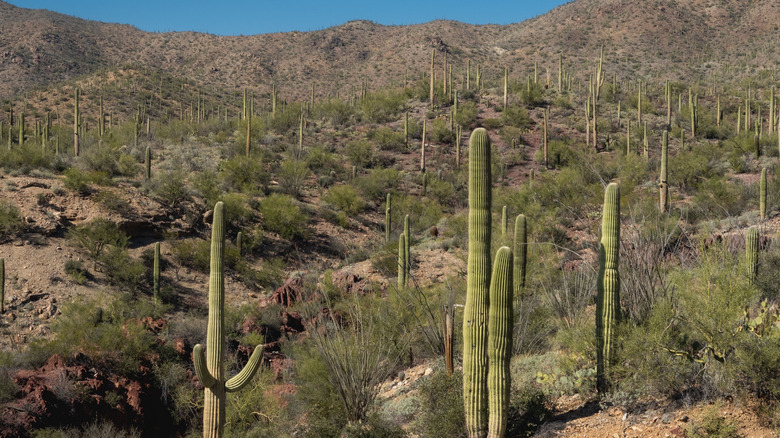 A scenic view of a desert landscape and the iconic Saguaro cactuses that give Saguaro National Park its name